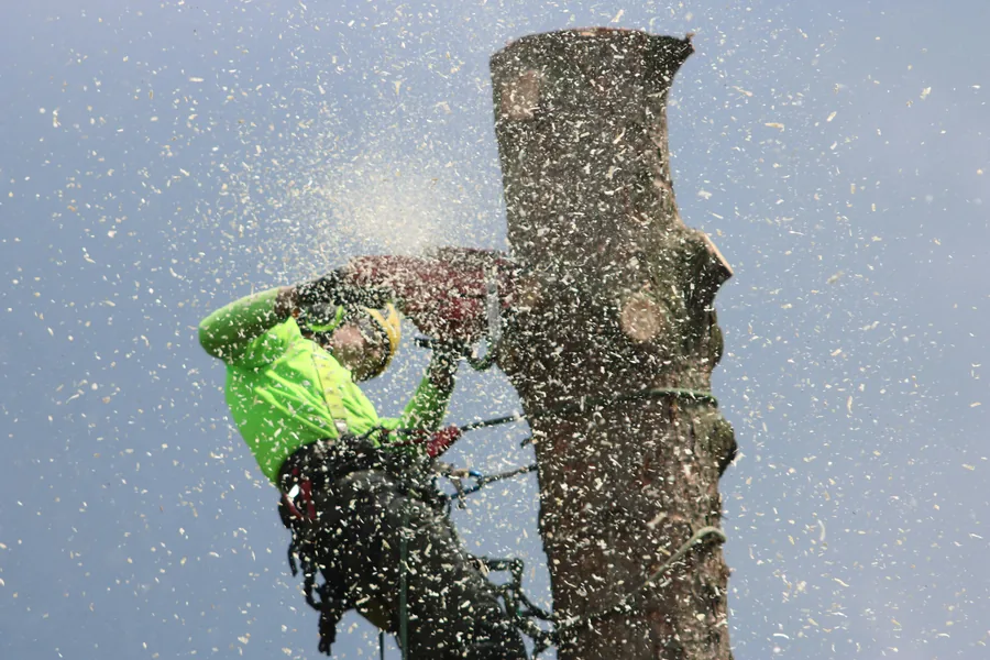 tree service Lancaster PA — licensed arborist performing tree removal